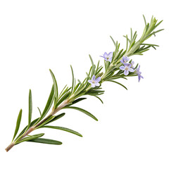 Fototapeta premium A whole single rosemary sprig isolated on a transparent background
