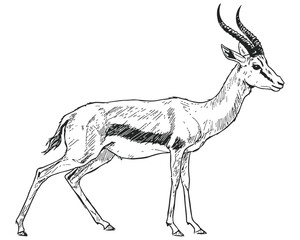 Detailed black and white vector illustration of a standing gazelle with curved horns and slender legs, showcasing elegant anatomy and fur markings—ideal for wildlife, safari, or nature-themed designs.