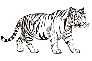 vector illustration of a tiger walking with a focused gaze, showcasing its muscular form, striped fur, and wild grace in detailed sketch style.