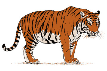 vector illustration of a tiger walking with a focused gaze, showcasing its muscular form, striped fur, and wild grace in detailed sketch style.