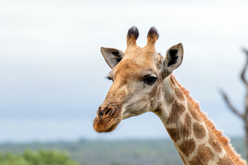 Close up portrait, giraffe head and neck side view, gray sky