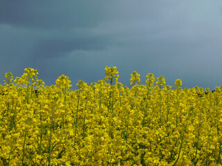yellow rapeseed flower fields with clouds