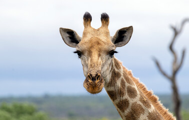 Close up portrait, giraffe head and neck, gray sky