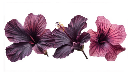 tropical hibiscus flower on transparent background PNG
