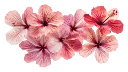 tropical hibiscus flower on transparent background PNG
