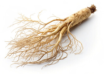 root 