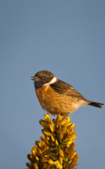 male stonechat on gorse