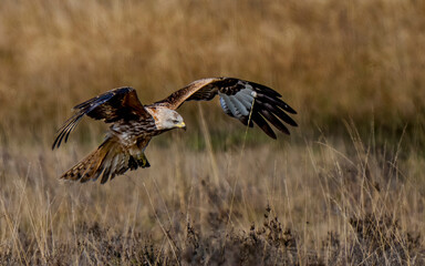 red kite landing