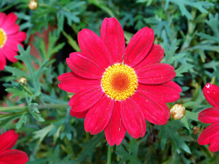 pink daisy in a country garden