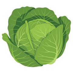 Fototapeta premium Fresh Green Cabbage Top View with Vibrant Leaves Ideal for Healthy Cooking and Diets