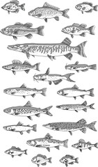Fish drawing isolated on white background for menu design. Seafood drawing collection
