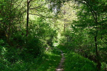 Ein schöner Wald bei Tüchersfeld in der fränkischen Schweiz 