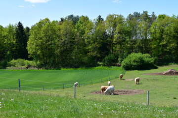 Kühe auf der Weide in der fränkischen Schweiz bei Tüchersfeld 