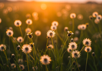 Sunset Meadow with Dandelions: Nature's Serenity Captured in Golden Light