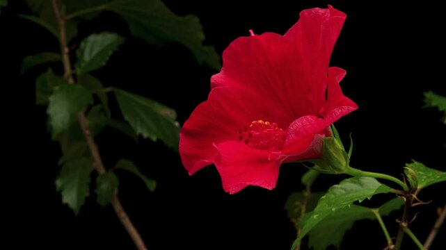 赤いハイビスカスが開花する黒背景4Kタイムラプス