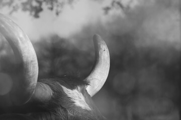 Dreamy Texas longhorn cow horns in black and white.