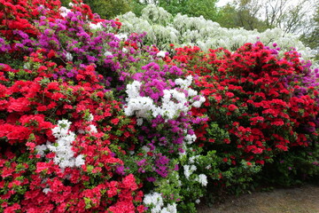 あしかがフラワーパークのツツジ
