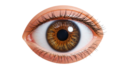 Isolated Human Eye with Detailed Iris and Eyelashes