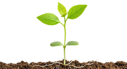 Isolated Sprout with Green Leaves Growing from Dark Soil