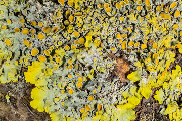 Caloplaca, Xanthoria and other different types of crustose lichen species on a concrete wall and...