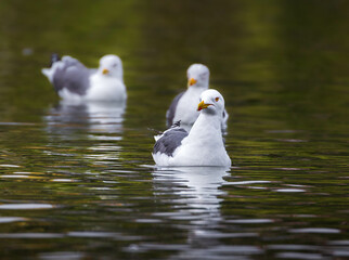 Fototapeta premium white seagull in the water