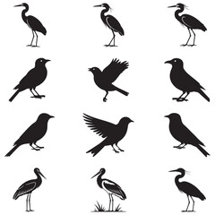 Obraz premium Dynamic Bird Vector Set with Flying, Perching, and Standing Poses in Bold Styles A stunning collection of birds in energetic poses, ideal for creating impactful wildlife and nature designs .Thank You.