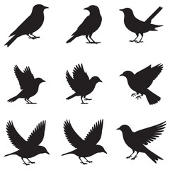 Obraz premium Dynamic Bird Vector Set with Flying, Perching, and Standing Poses in Bold Styles A stunning collection of birds in energetic poses, ideal for creating impactful wildlife and nature designs .Thank You.