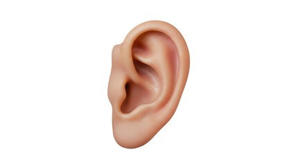 Isolated Human Ear Close-up Anatomy Hearing
