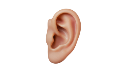 Isolated Human Ear Close-up Anatomy Hearing