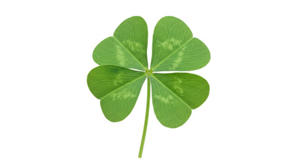 Isolated Four Leaf Clover for Good Luck