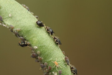 Black bean aphid colony on Young Long Bean Pods Close Up of Insect Infestation