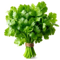 Fresh Cilantro Bunch Isolated on White Background for Cooking Use