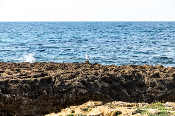 Fototapeta premium Seagull Perched on Rugged Brown Rock Formation Overlooking Open Sea
