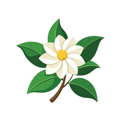Jasmine flower vector illustration. Floral design, nature, botanical, fragrant, petals, organic, flower bloom

