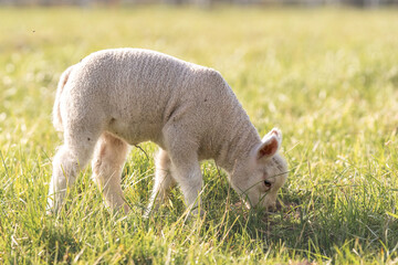 Young lamb standing alone in green grassy field on sunny day. Lamb eating the grass. Image captures...