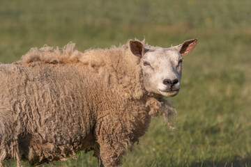 Close-up photograph of sheep with thick, curly wool coat standing on green grassy field. Sheep appears to be similing, adding humorous and endearing touch to image. Rural lifestyle, agricultural.