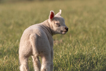 Young lamb standing alone in green grassy field on sunny day. Lamb looks directly at camera with...