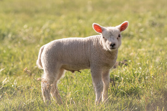 Young lamb standing alone in green grassy field on sunny day. Lamb looks directly at camera with curiosity. The imgae captures peaceful and rural atmosphere. Spring time