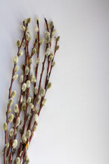 pussy willow branch © Fox