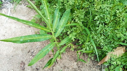 Dew-Dropped Ginger Sprout in Garden Soil
