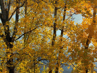 Autumn trees with yellow golden foliage on lakeshore. 