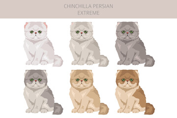 Chinchilla Persian Cat longhaired clipart. Extreme type persian cat. All coat colors set.  All cat breeds characteristics infographic. Vector illustration