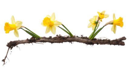 Easter yellow daffodils growing from soil on white background