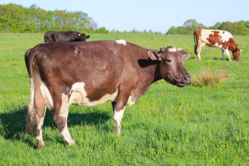 Spotted cows graze in a lush green pasture under a clear blue sky. A peaceful rural scene with animals amidst the spring greenery.