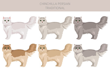 Chinchilla Persian Cat longhaired clipart. Traditional classic type persian cat. All coat colors set.  All cat breeds characteristics infographic. Vector illustration