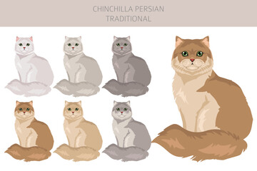 Chinchilla Persian Cat longhaired clipart. Traditional classic type persian cat. All coat colors set.  All cat breeds characteristics infographic. Vector illustration