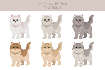 Chinchilla Persian Cat longhaired clipart. Traditional classic type persian cat. All coat colors set.  All cat breeds characteristics infographic. Vector illustration