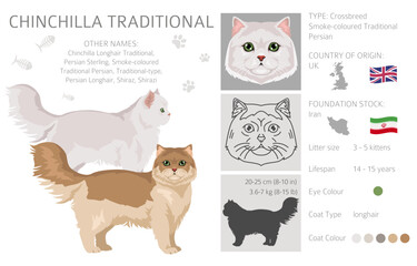 Chinchilla Persian Cat longhaired clipart. Traditional classic type persian cat. All coat colors set.  All cat breeds characteristics infographic. Vector illustration
