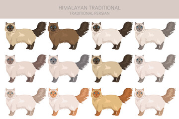Himalayan Persian Cat longhaired clipart. Traditional classic type persian cat. All coat colors set.  All cat breeds characteristics infographic. Vector illustration