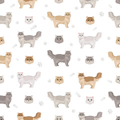 Chinchilla Persian Cat longhaired clipart. Traditional classic type persian cat. All coat colors set.  All cat breeds characteristics infographic. Vector illustration